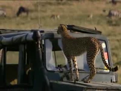 Леопард на крыше машины