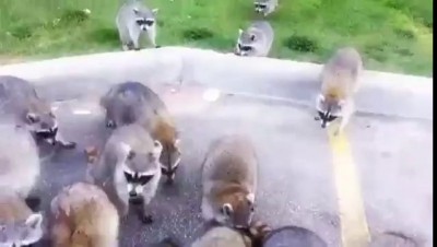 Raccoons going crazy for doritos! Video