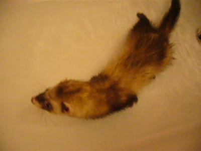 Хорёк купается в ванной