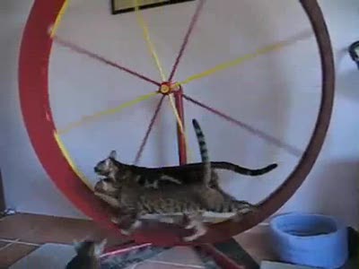 3 бенгальских кошки на колесе