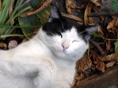 Накормленный)