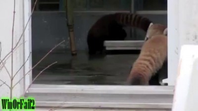 Red Panda Scared to Death