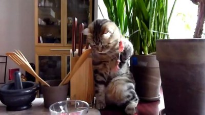 Cat Gourmet Кошка-гурман