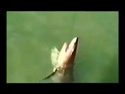 Dog Attack Shark