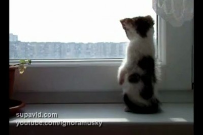 Котёнок смотрит в окно