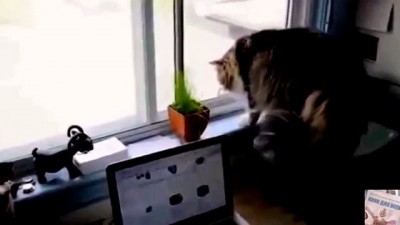 Эмоциональная разборка котов через окно