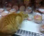 Кот трескает колбасу прям с прилавка