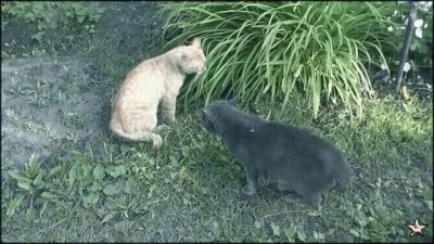 Драка котов [Cat Fight]