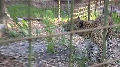 Леопард и пиньята