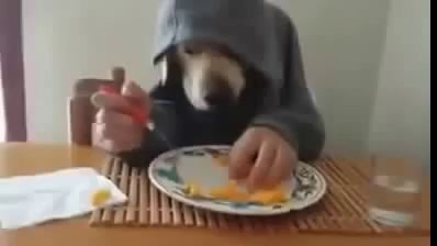 كلب ياكل/ a dog eating like human :p