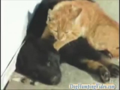Тайский массаж кота для собаки