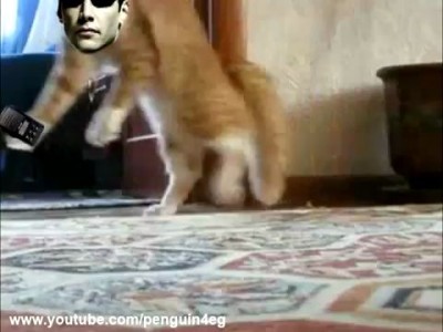 Кот ушел красиво 2 (new version) Thriller Cat 2