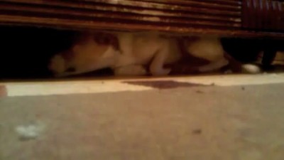 Спасение собаки застрявшей под диваном другой собакой