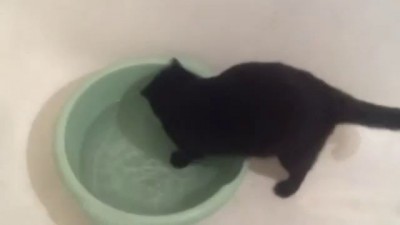 кот Филимон лезет в любимый таз с водой
