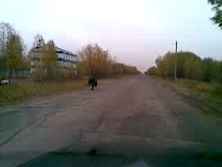 Медведь бежит по дороге