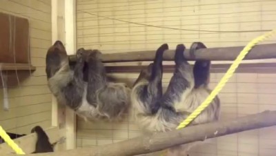 Sloths breeding
