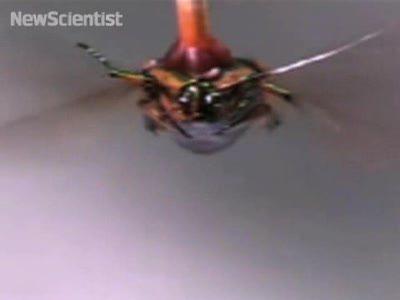 Ученые создали жуков-киборгов