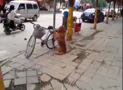 Верный пёс сторожит велосипед