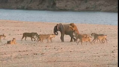 Слоненок сражается против 14 львиц