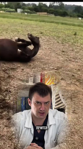 бешенство