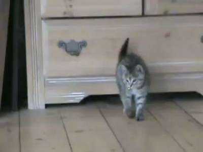 Funny Kitten Jump - Попрыгунчик