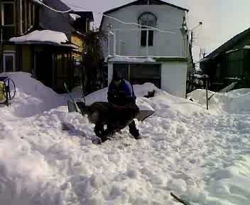 человек напал на маленького пса