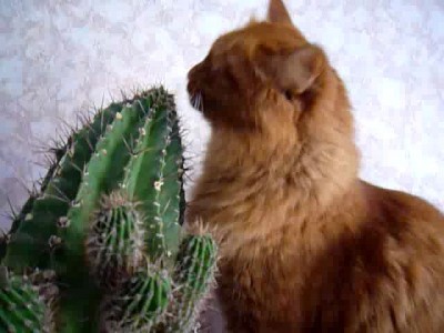 Кот жрет кактус