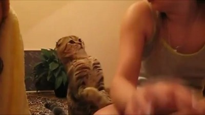 Animality - Кот гладит киску - Pat the cat
