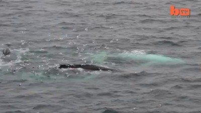 Extremely Rare White Whale Spotted Off The Coast Of Spitsbergen