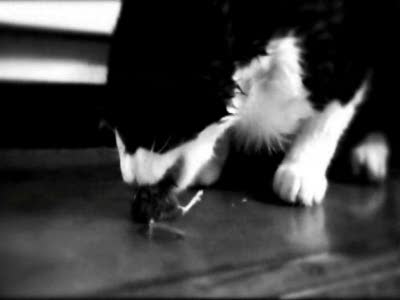 Кошка поедат мышку