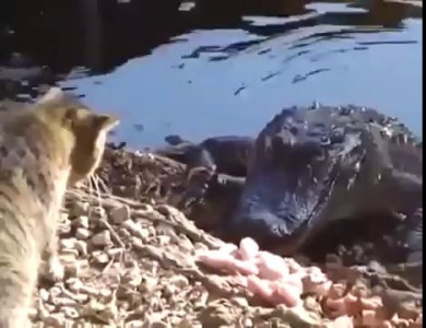 Cat Vs Crocodile