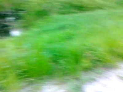 Менты сбили лося!