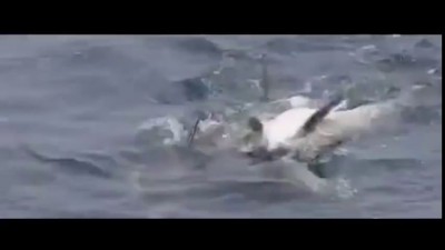 Дельфины помогают раненому другу