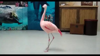 Танцующий фламинго .