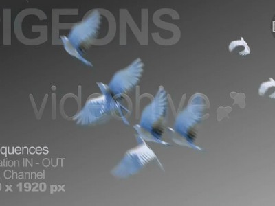 videohive-7593646-pigeons-animation 001