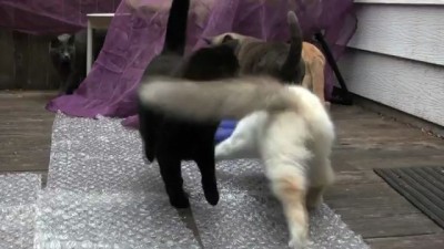 Кошки против пузырьковой обертки