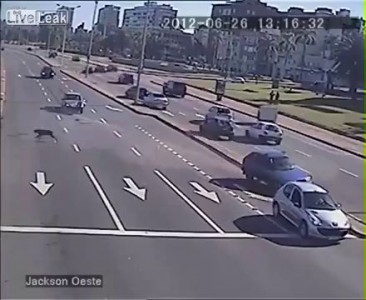 От удара собака выпадает из машины .
