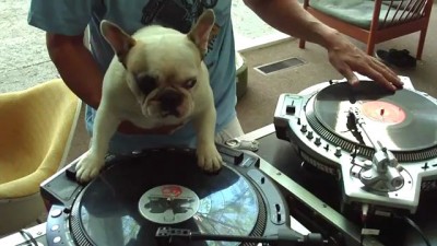 Собака DJ