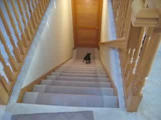 Собака быстро спускается по лестнице