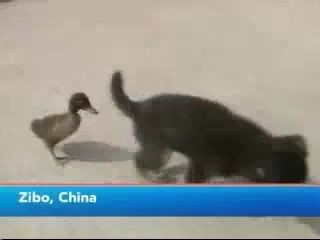 Cute duck follows puppy