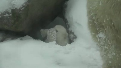 Медвежонок в снегу