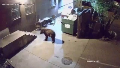 Медведь ворует мусорные баки у ресторана.