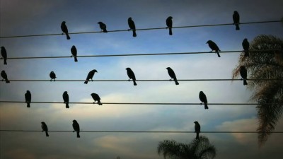 Birds on The Wires