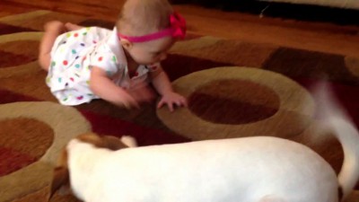 Jack Russell Terrier Dog Tries to Teach Little Girl to Crawl