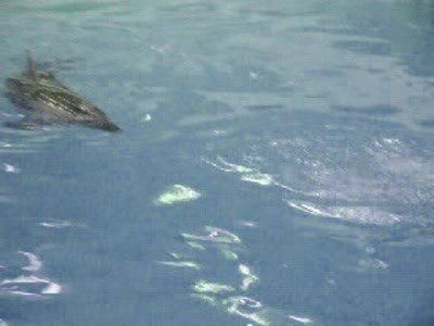 Новорожденный дельфин