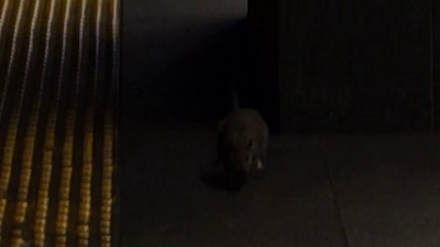 Злая крыса атаковала человека в Нью-Йоркском метро