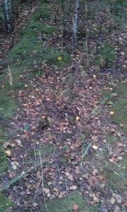 Поход за грибами