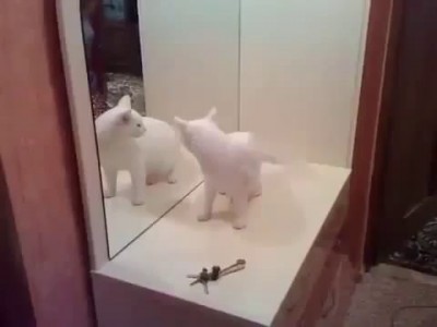 8. Очень злая кошка, кошке не нравится собственное отражение в зеркале