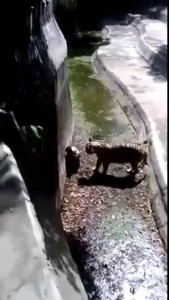 Человек упал к Тигру