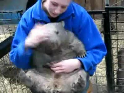 Вомбат - чудо-зверь! (Wombat is funny animal)